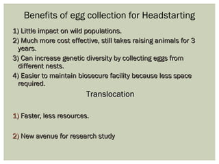 Benefits of egg collection for Headstarting
1) Little impact on wild populations.1) Little impact on wild populations.
2) Much more cost effective, still takes raising animals for 32) Much more cost effective, still takes raising animals for 3
years.years.
3) Can increase genetic diversity by collecting eggs from3) Can increase genetic diversity by collecting eggs from
different nests.different nests.
4) Easier to maintain biosecure facility because less space4) Easier to maintain biosecure facility because less space
required.required.
TranslocationTranslocation
1)1) Faster, less resources.Faster, less resources.
2)2) New avenue for research studyNew avenue for research study
 