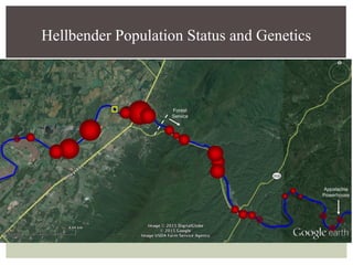 Hellbender Population Status and Genetics
 