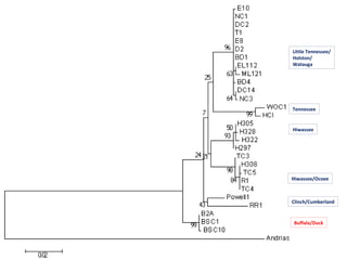 Buffalo/Duck
Hiwassee/Ocoee
Hiwassee
Little Tennessee/
Holston/
Watauga
Mitochondrial relationships
in the Tennessee Valley Tennessee
Clinch/Cumberland
 