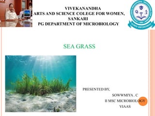 VIVEKANANDHA
ARTS AND SCIENCE COLEGE FOR WOMEN,
SANKARI
PG DEPARTMENT OF MICROBIOLOGY
SEA GRASS
PRESENTED BY,
SOWWMIYA . C
II MSC MICROBIOLOGY
VIAAS
 