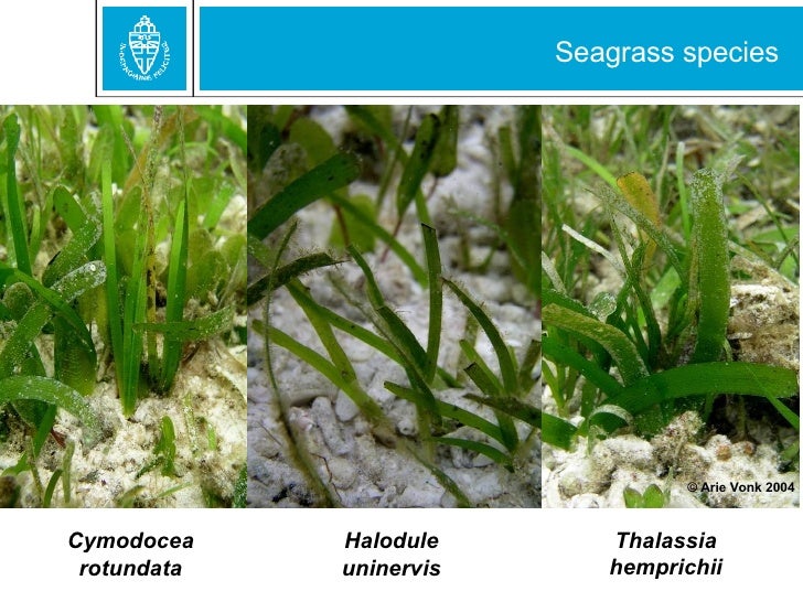 Seagrass under nutrient load and grazing