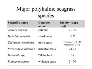estuarine seagrass ecology in north caroline .ppt