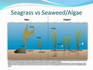 Seagrasses: Can genomics help save valuable underwater carbon sinks? –  HudsonAlpha Institute for Biotechnology