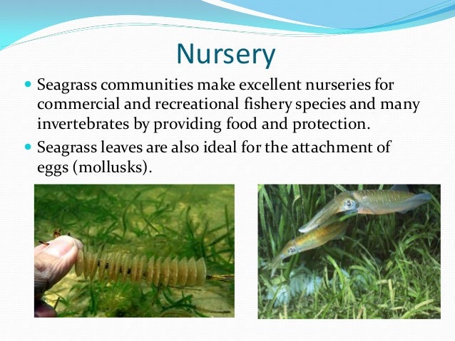 how does seagrass adapt to its environment how does seagrass adapt to its environment