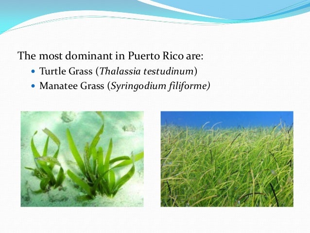 Natural Disturbances Vs Anthropogenic Natural Disturbances Vs Anthropogenic