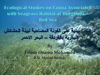‫دراسات بيئية على الفونة المصاحبة لبيئة الحشائش‬
       ‫البحرية بالغردقة – البحر الحمر‬
                   ‫‪By‬‬
          ‫‪Eslam Osama Mohamed‬‬
               ‫‪B.Sc. Marine Biology‬‬
 