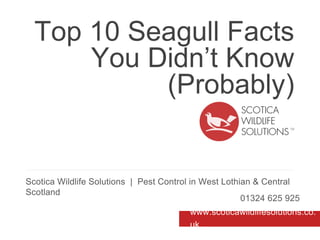 Top 10 Seagull Facts
You Didn’t Know
(Probably)
Scotica Wildlife Solutions | Pest Control in West Lothian & Central
Scotland
01324 625 925
www.scoticawildlifesolutions.co.
uk
 