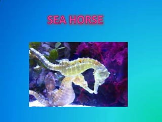 Sea Horse

 
