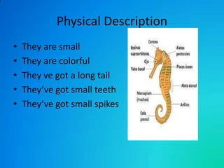 Physical Description
•
•
•
•
•

They are small
They are colorful
They ve got a long tail
They’ve got small teeth
They’ve got small spikes

 
