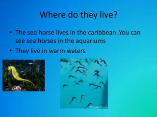 Where do they live?
• The sea horse lives in the caribbean .You can
see sea horses in the aquariums
• They live in warm waters

 