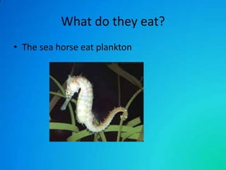 What do they eat?
• The sea horse eat plankton

 
