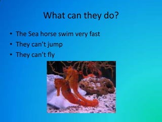 What can they do?
• The Sea horse swim very fast
• They can’t jump
• They can’t fly

 
