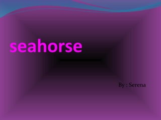seahorse
By : Serena
 