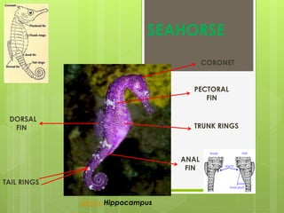 SEAHORSE
DORSAL
FIN
PECTORAL
FIN
CORONET
ANAL
FIN
TRUNK RINGS
TAIL RINGS
genus Hippocampus
 