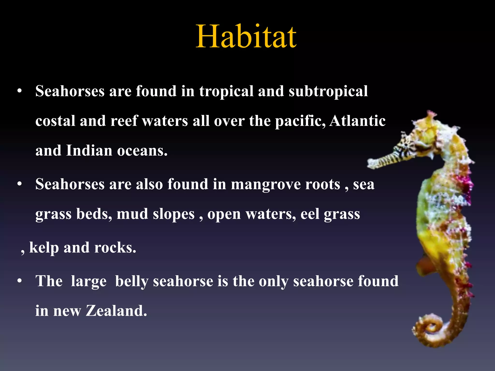 Habitat
• Seahorses are found in tropical and subtropical
costal and reef waters all over the pacific, Atlantic
and Indian oceans.
• Seahorses are also found in mangrove roots , sea
grass beds, mud slopes , open waters, eel grass
, kelp and rocks.
• The large belly seahorse is the only seahorse found
in new Zealand.
 