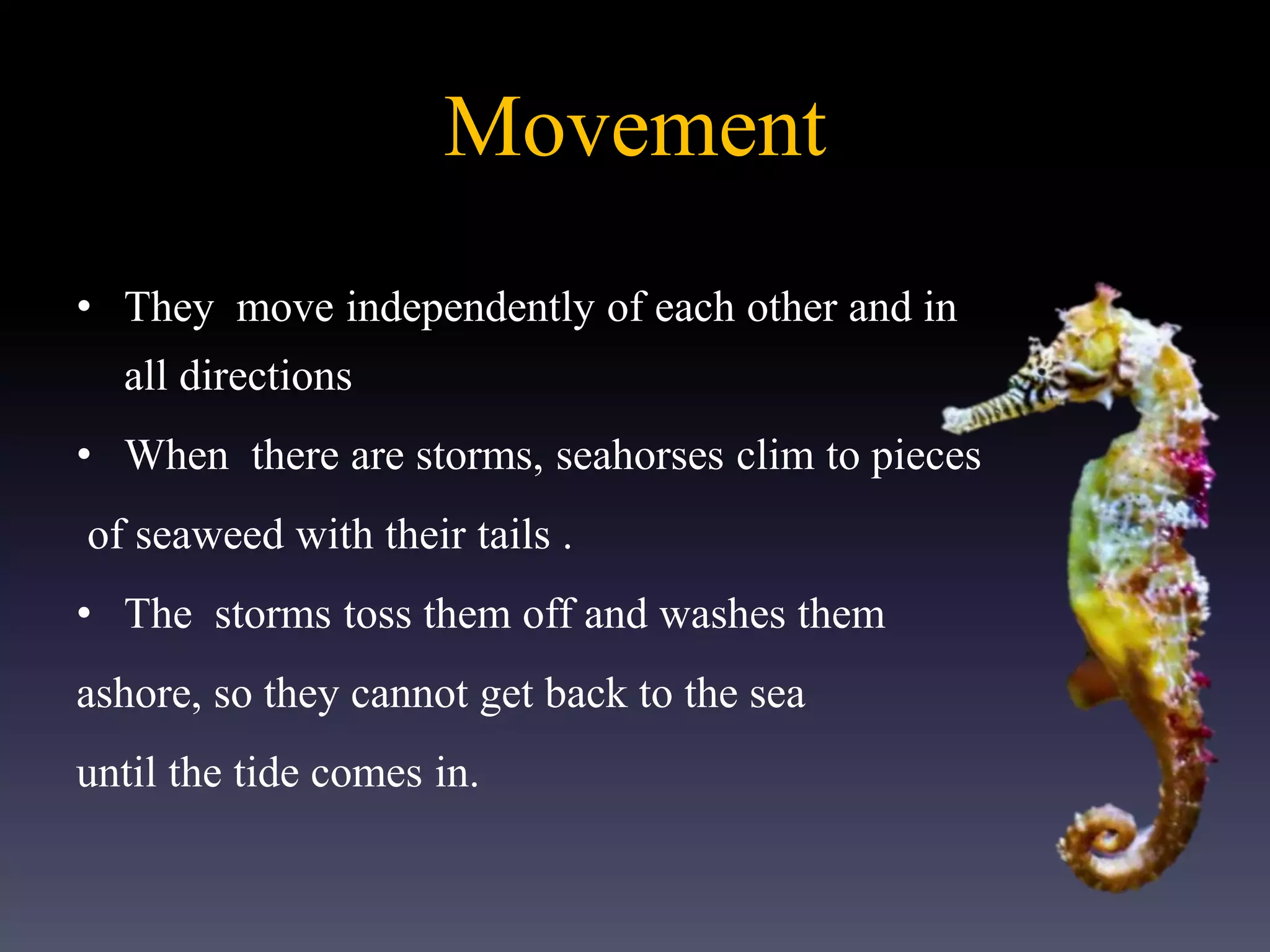 Movement
• They move independently of each other and in
all directions
• When there are storms, seahorses clim to pieces
of seaweed with their tails .
• The storms toss them off and washes them
ashore, so they cannot get back to the sea
until the tide comes in.
 