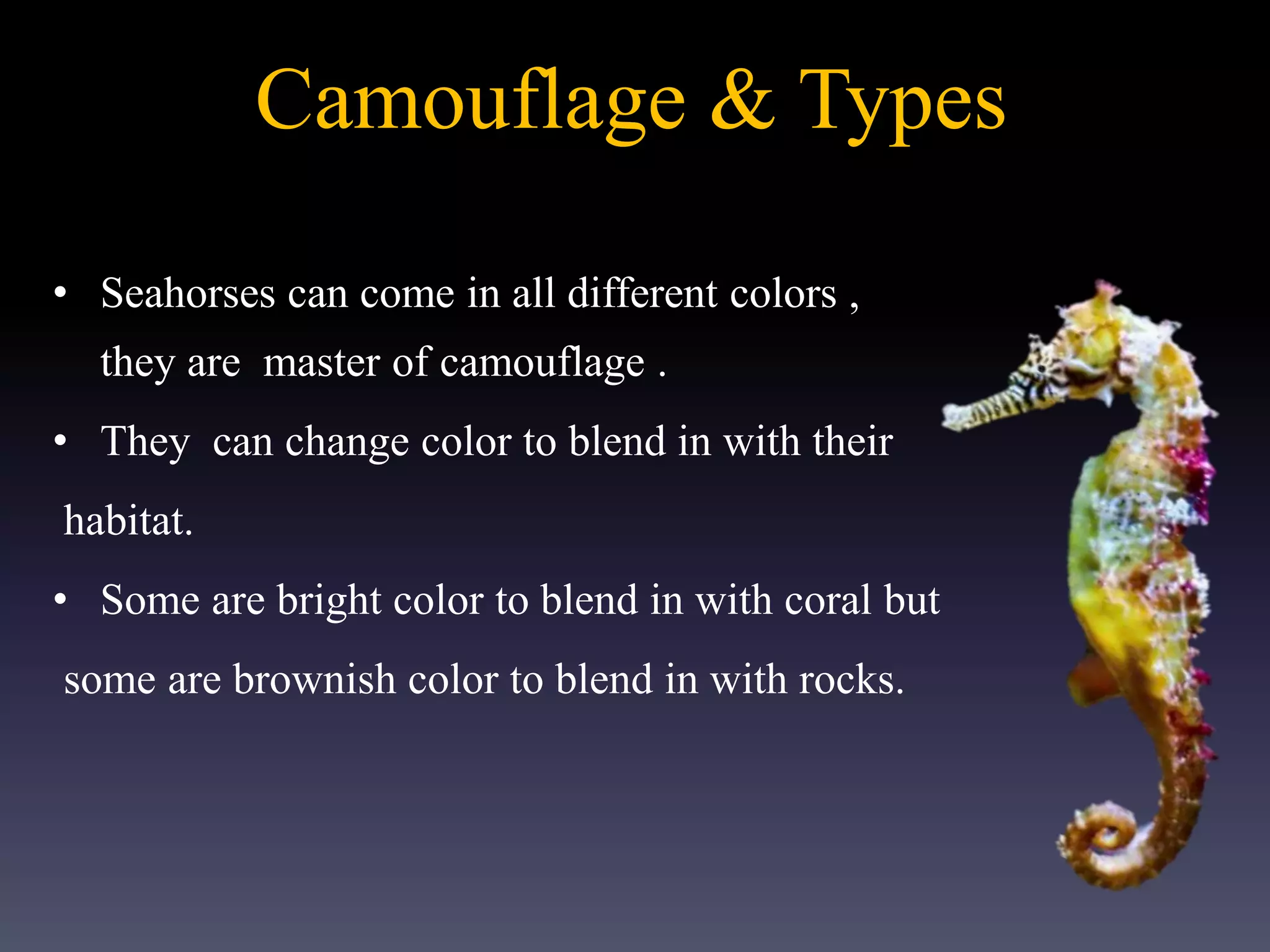 Camouflage & Types
• Seahorses can come in all different colors ,
they are master of camouflage .
• They can change color to blend in with their
habitat.
• Some are bright color to blend in with coral but
some are brownish color to blend in with rocks.
 