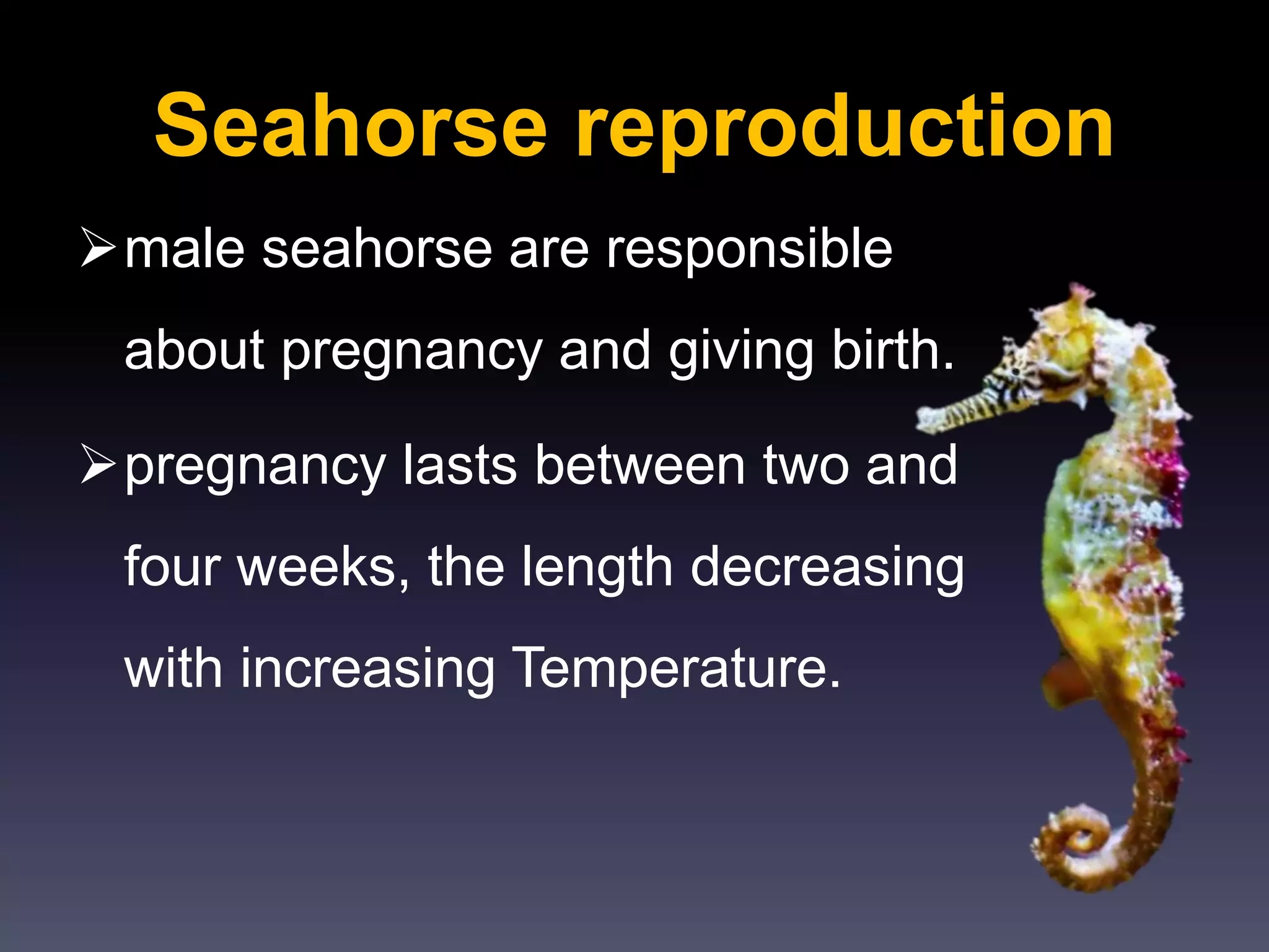 Seahorse reproduction
male seahorse are responsible
about pregnancy and giving birth.
pregnancy lasts between two and
four weeks, the length decreasing
with increasing Temperature.
 