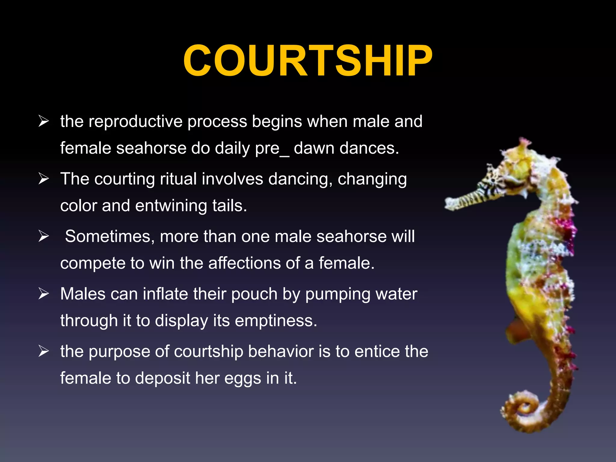 COURTSHIP
 the reproductive process begins when male and
female seahorse do daily pre_ dawn dances.
 The courting ritual involves dancing, changing
color and entwining tails.
 Sometimes, more than one male seahorse will
compete to win the affections of a female.
 Males can inflate their pouch by pumping water
through it to display its emptiness.
 the purpose of courtship behavior is to entice the
female to deposit her eggs in it.
 