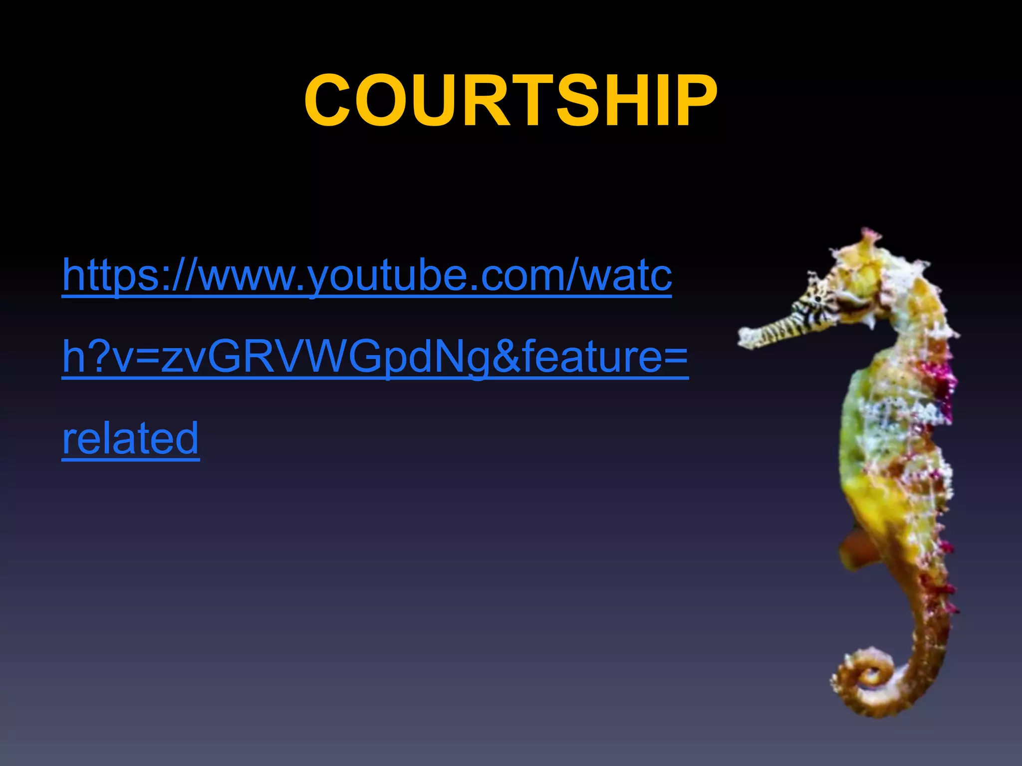 COURTSHIP
https://www.youtube.com/watc
h?v=zvGRVWGpdNg&feature=
related
 