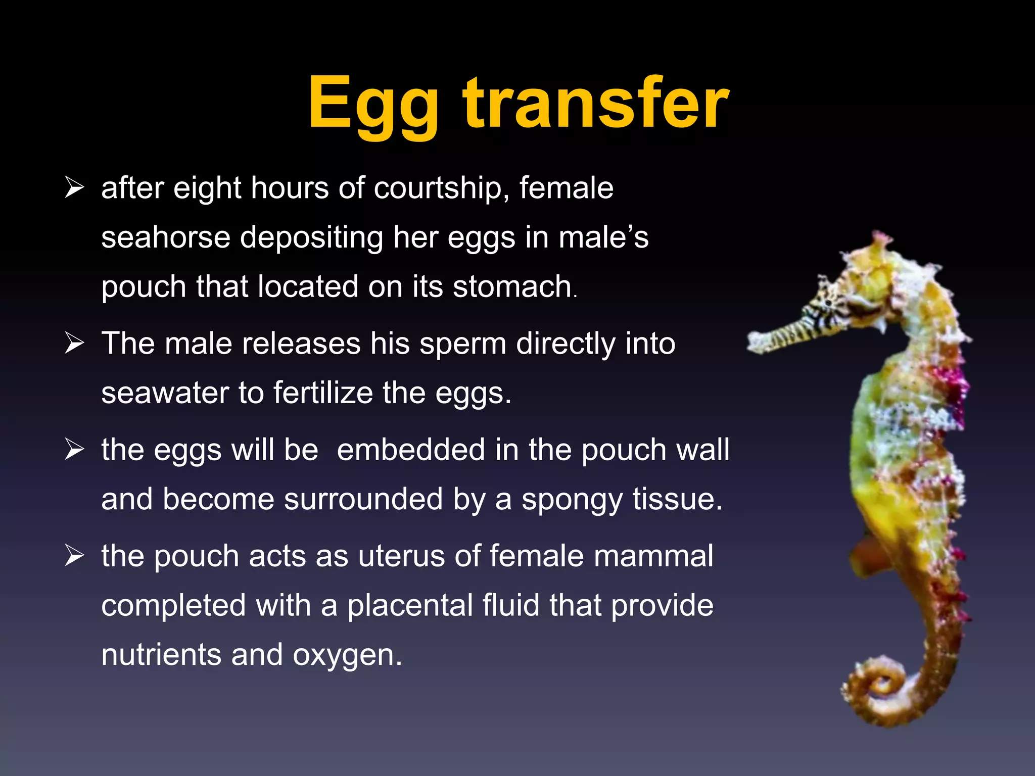Egg transfer
 after eight hours of courtship, female
seahorse depositing her eggs in male’s
pouch that located on its stomach.
 The male releases his sperm directly into
seawater to fertilize the eggs.
 the eggs will be embedded in the pouch wall
and become surrounded by a spongy tissue.
 the pouch acts as uterus of female mammal
completed with a placental fluid that provide
nutrients and oxygen.
 