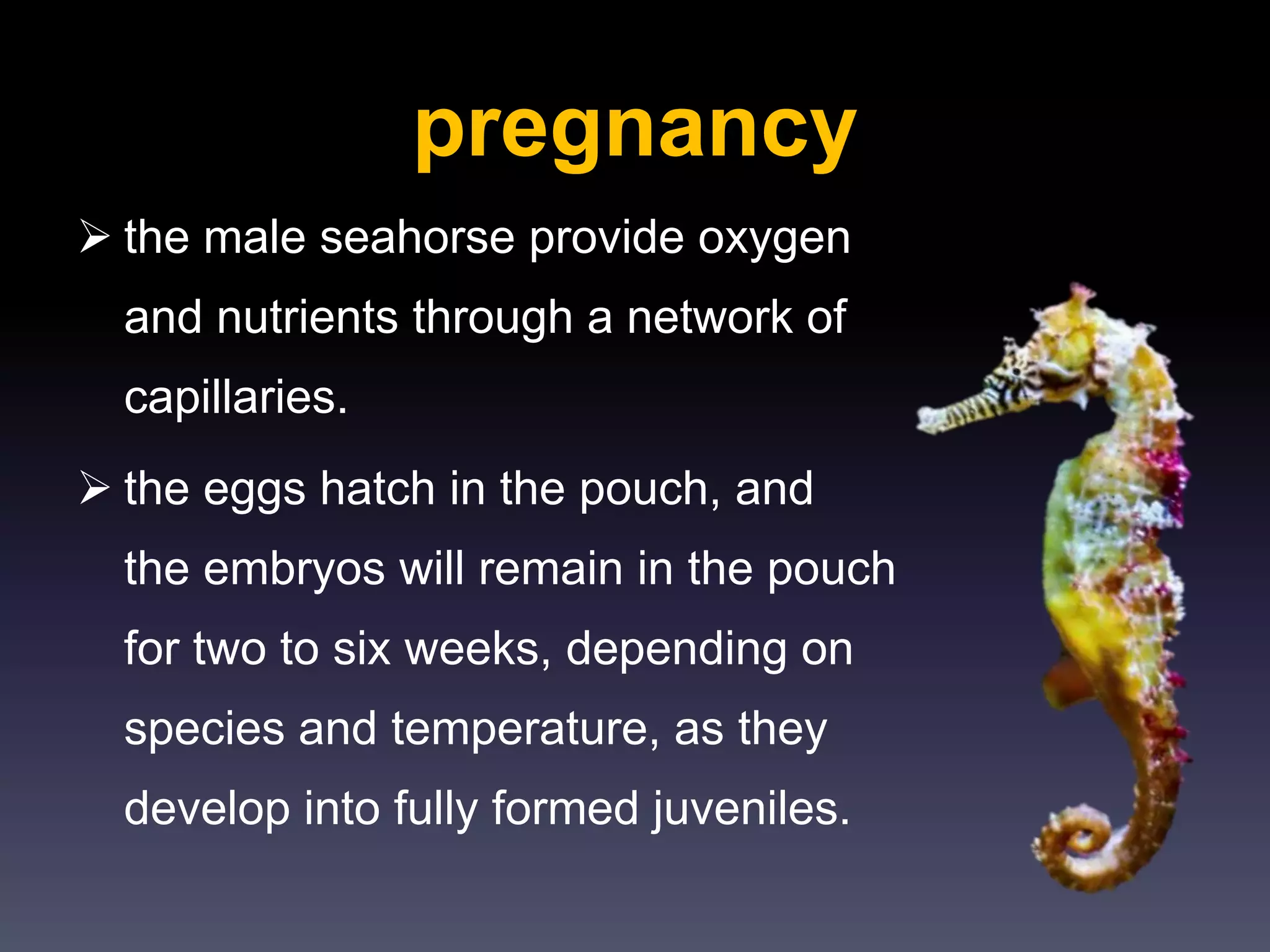pregnancy
 the male seahorse provide oxygen
and nutrients through a network of
capillaries.
 the eggs hatch in the pouch, and
the embryos will remain in the pouch
for two to six weeks, depending on
species and temperature, as they
develop into fully formed juveniles.
 
