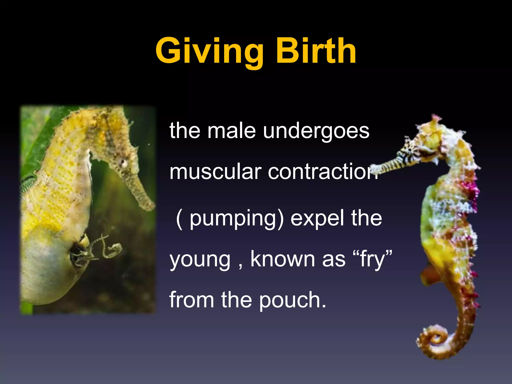 Giving Birth
the male undergoes
muscular contraction
( pumping) expel the
young , known as “fry”
from the pouch.
 