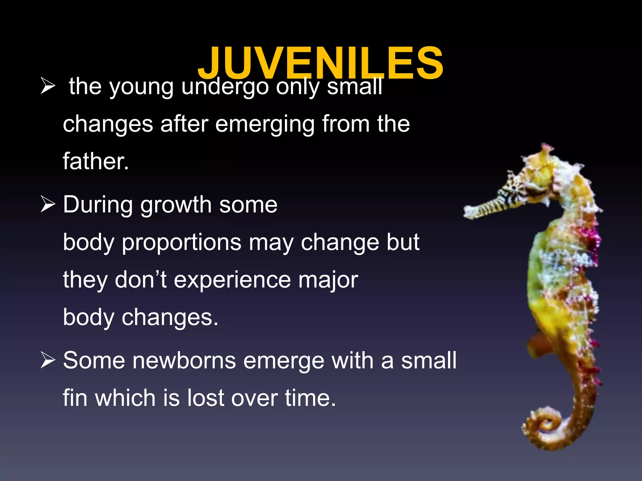 JUVENILES the young undergo only small
changes after emerging from the
father.
 During growth some
body proportions may change but
they don’t experience major
body changes.
 Some newborns emerge with a small
fin which is lost over time.
 