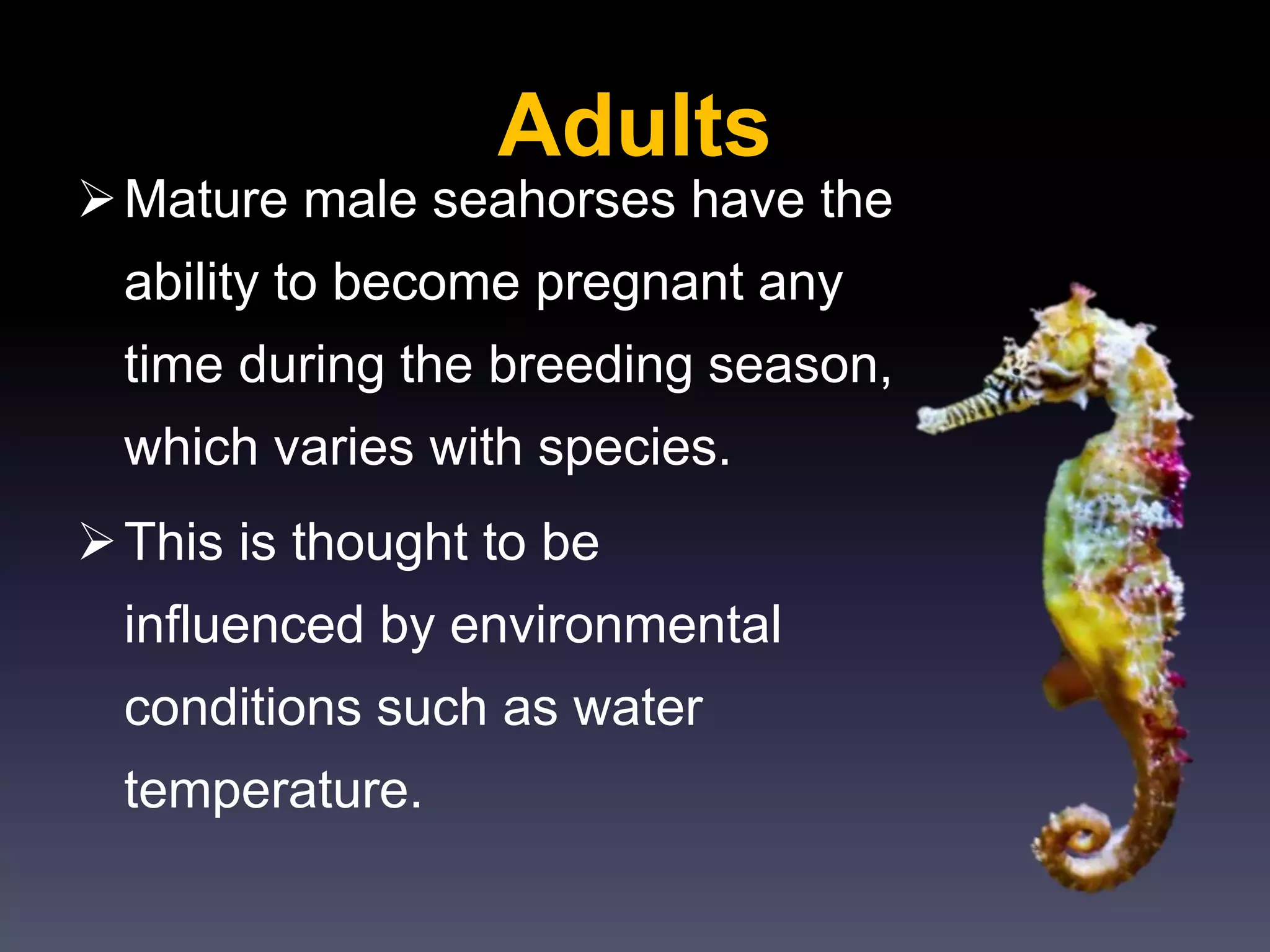 Adults
Mature male seahorses have the
ability to become pregnant any
time during the breeding season,
which varies with species.
This is thought to be
influenced by environmental
conditions such as water
temperature.
 