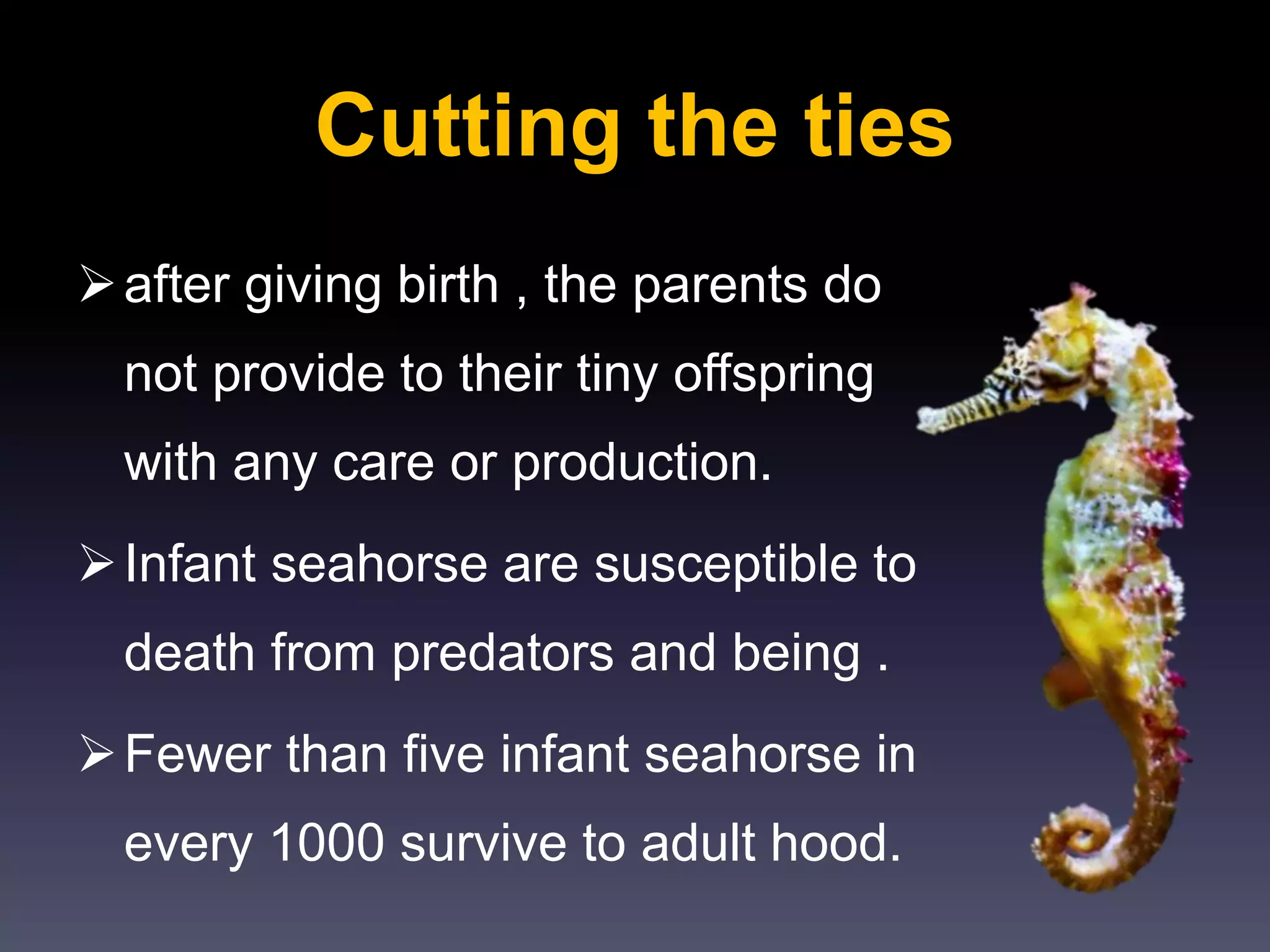 Cutting the ties
after giving birth , the parents do
not provide to their tiny offspring
with any care or production.
Infant seahorse are susceptible to
death from predators and being .
Fewer than five infant seahorse in
every 1000 survive to adult hood.
 