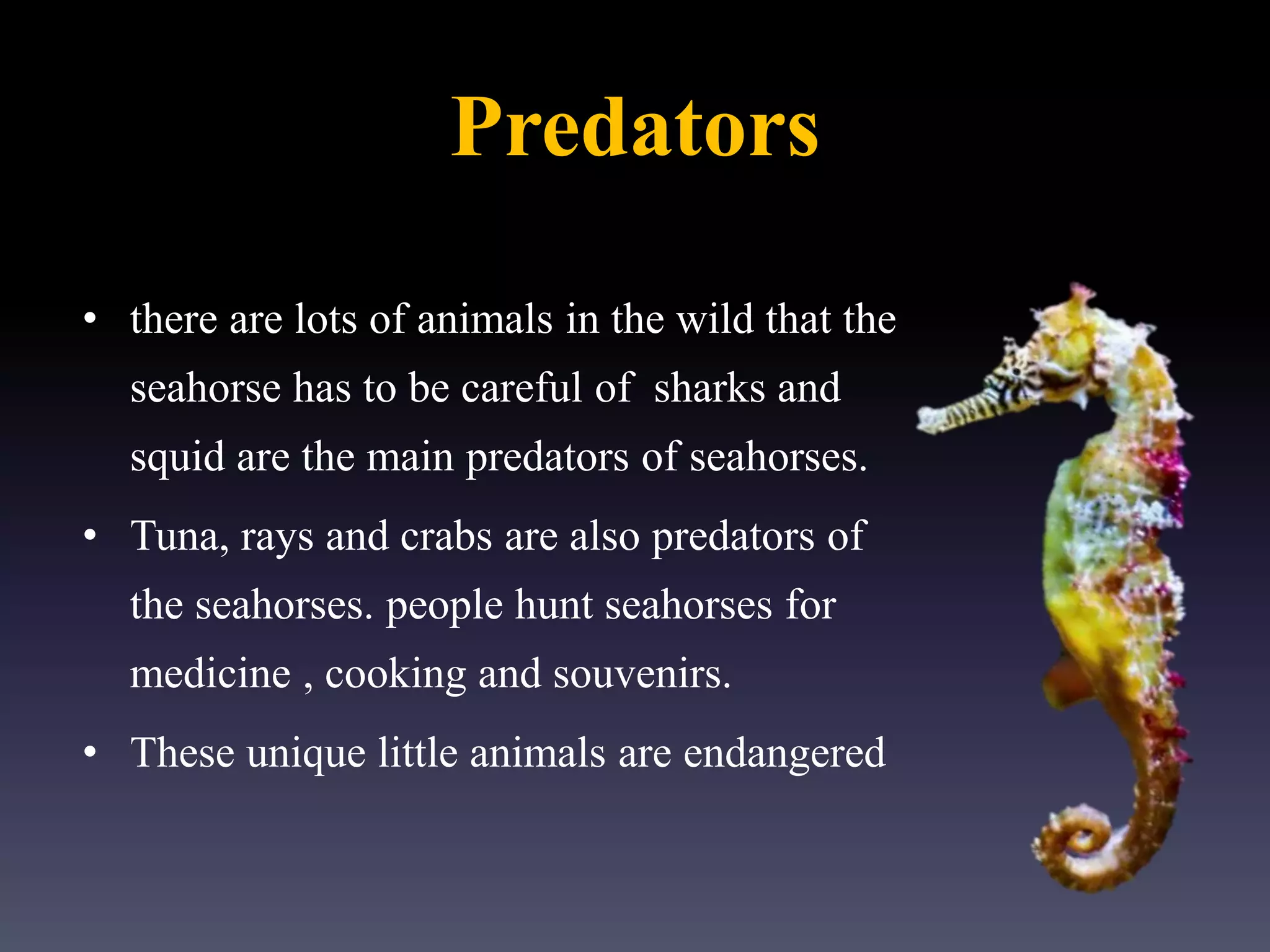 Predators
• there are lots of animals in the wild that the
seahorse has to be careful of sharks and
squid are the main predators of seahorses.
• Tuna, rays and crabs are also predators of
the seahorses. people hunt seahorses for
medicine , cooking and souvenirs.
• These unique little animals are endangered
 