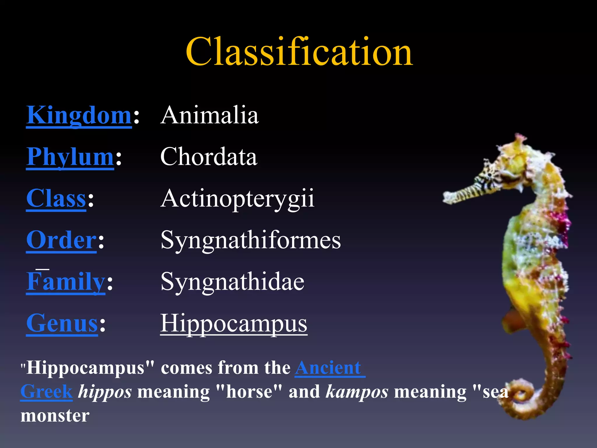 Classification
_
Kingdom: Animalia
Phylum: Chordata
Class: Actinopterygii
Order: Syngnathiformes
Family: Syngnathidae
Genus: Hippocampus
"Hippocampus" comes from the Ancient
Greek hippos meaning "horse" and kampos meaning "sea
monster
 