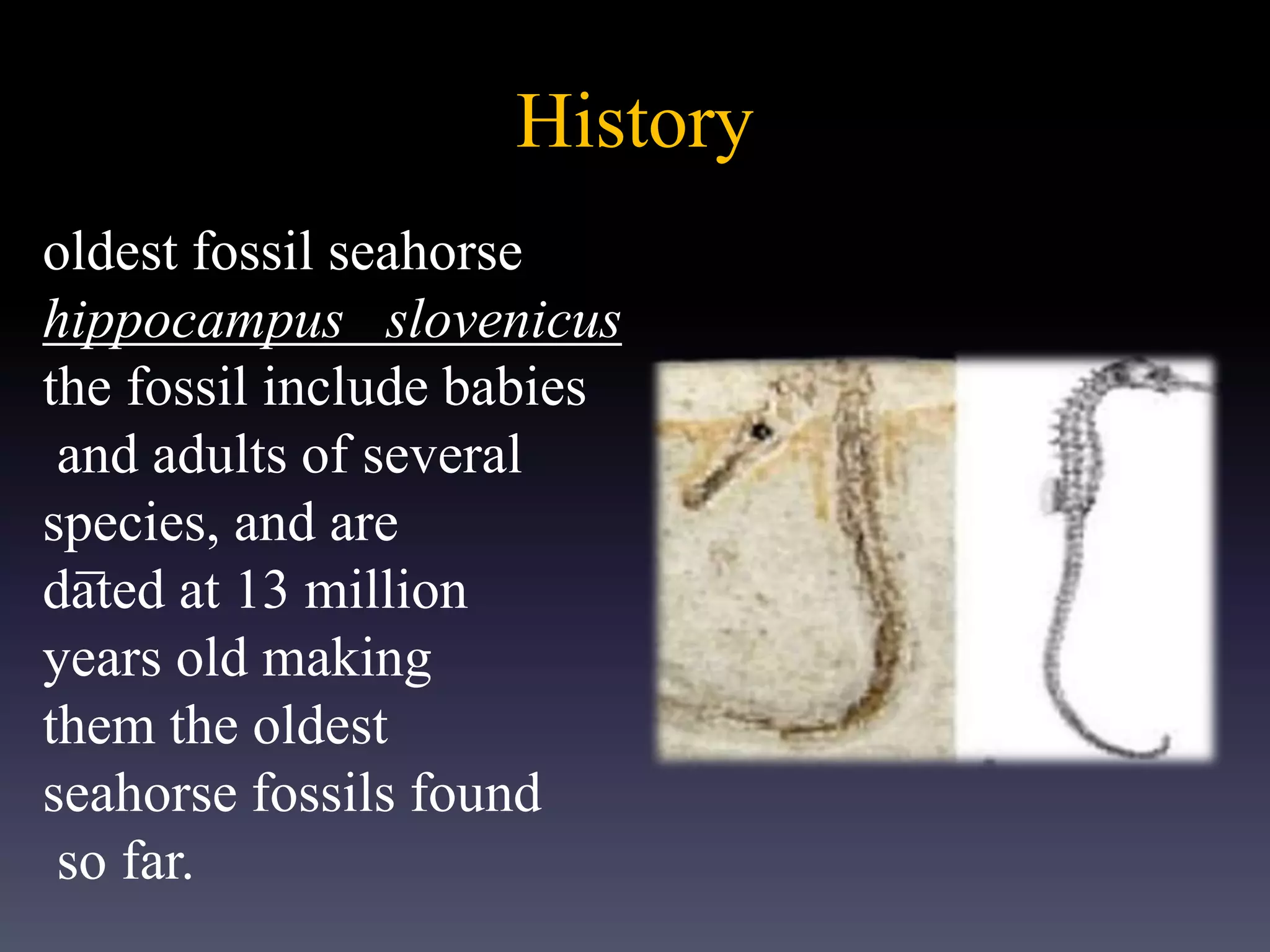 History
_
oldest fossil seahorse
hippocampus slovenicus
the fossil include babies
and adults of several
species, and are
dated at 13 million
years old making
them the oldest
seahorse fossils found
so far.
 