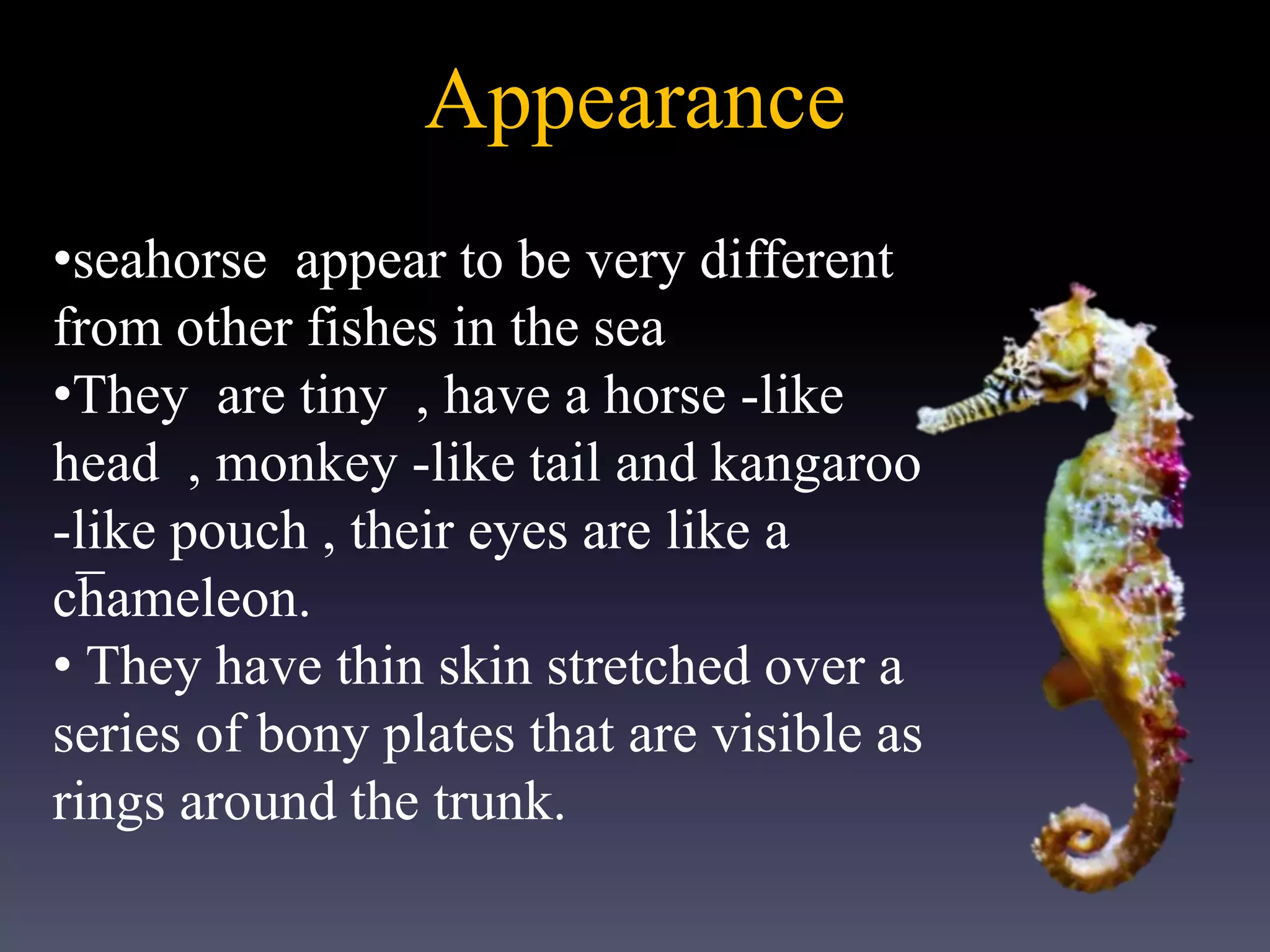 Appearance
_
•seahorse appear to be very different
from other fishes in the sea
•They are tiny , have a horse -like
head , monkey -like tail and kangaroo
-like pouch , their eyes are like a
chameleon.
• They have thin skin stretched over a
series of bony plates that are visible as
rings around the trunk.
 