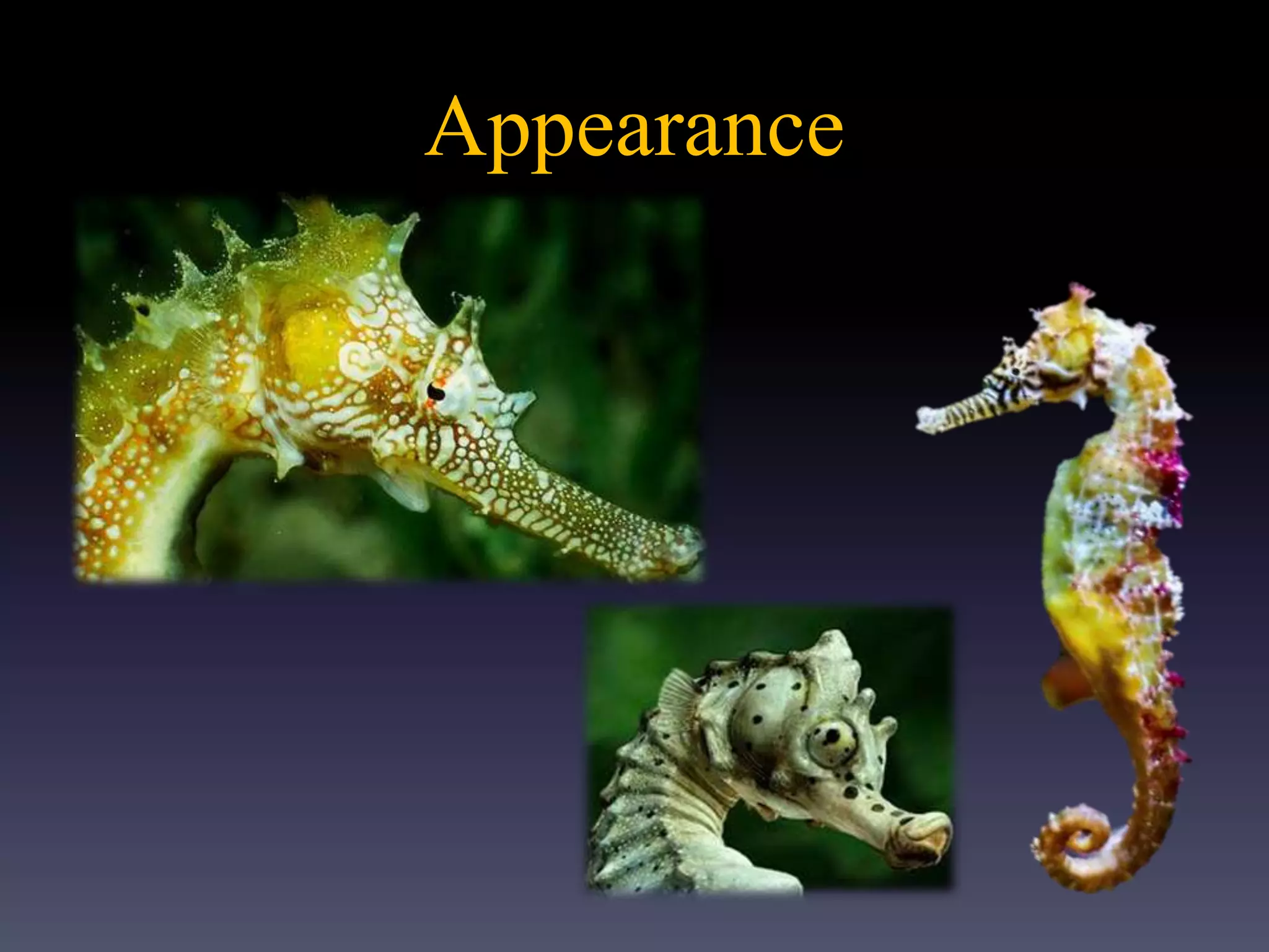 Appearance
_
 