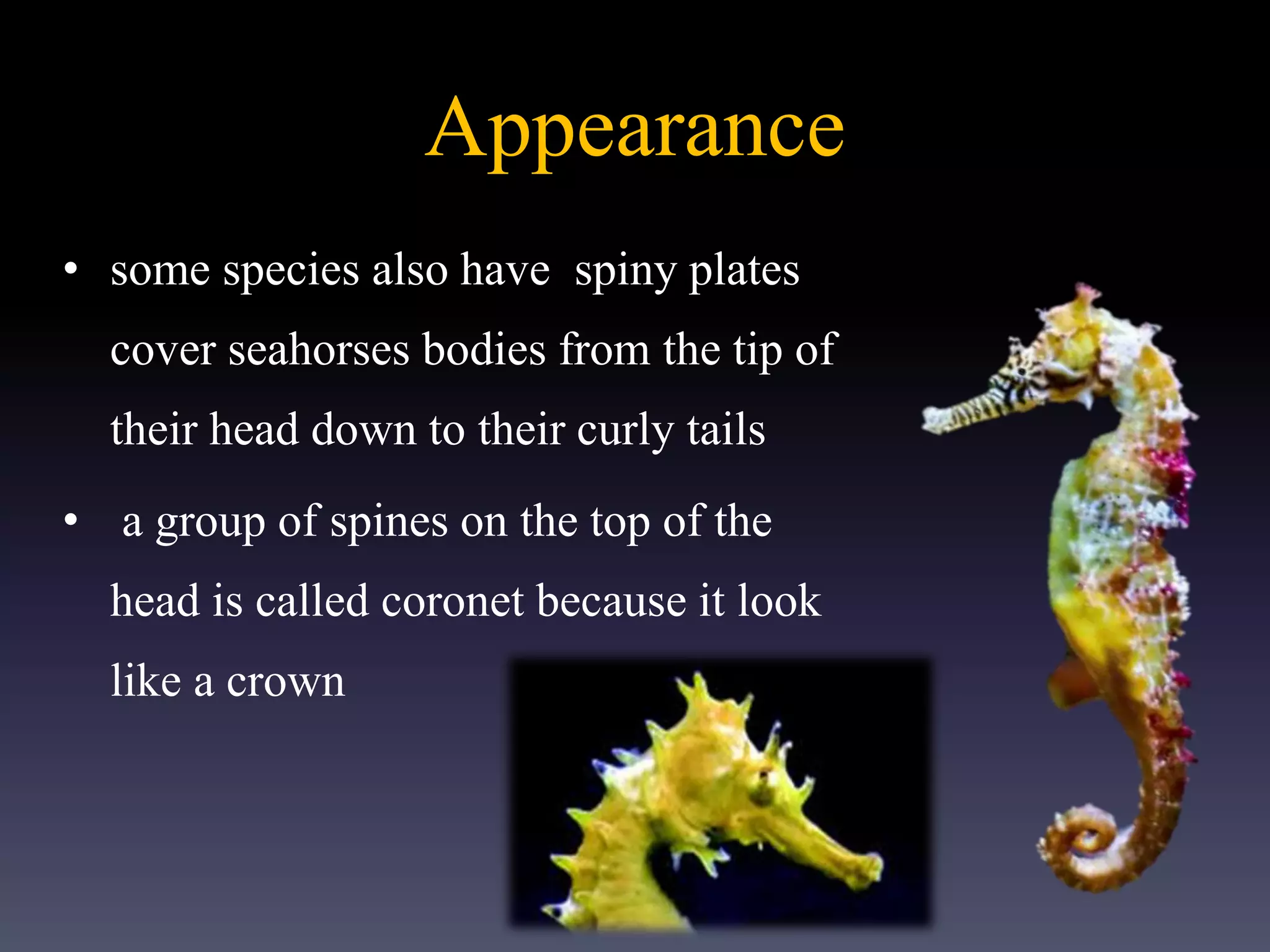 Appearance
• some species also have spiny plates
cover seahorses bodies from the tip of
their head down to their curly tails
• a group of spines on the top of the
head is called coronet because it look
like a crown
 