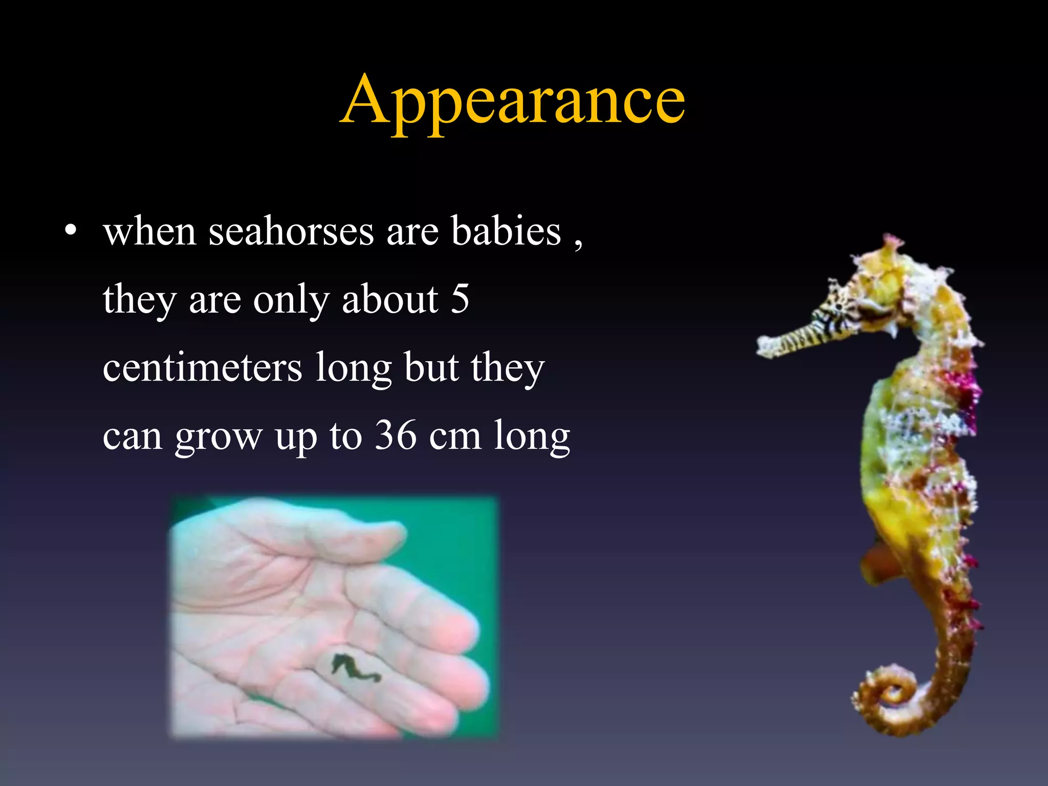 Appearance
• when seahorses are babies ,
they are only about 5
centimeters long but they
can grow up to 36 cm long
 
