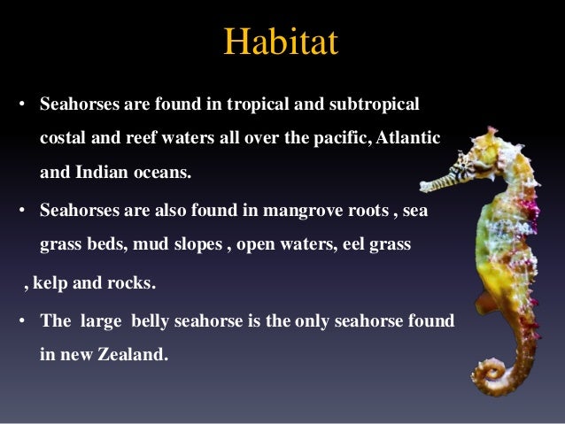 Seahorse Presentation