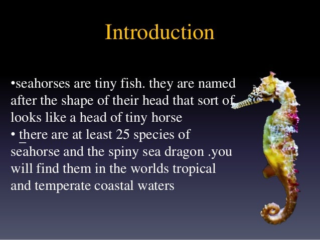 Seahorse presentation