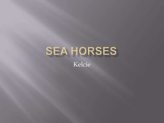 Sea horses Kelcie 
