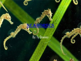 Seahorses By: Ty Downey 