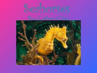 Seahorses   By: Colleen Cline 