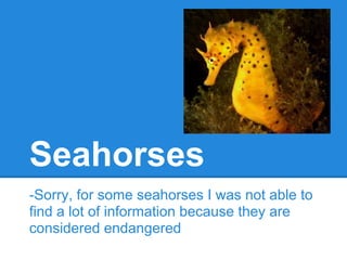 Seahorses
-Sorry, for some seahorses I was not able to
find a lot of information because they are
considered endangered
 