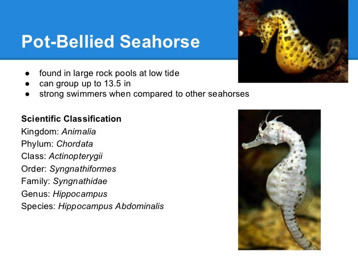 Seahorses
