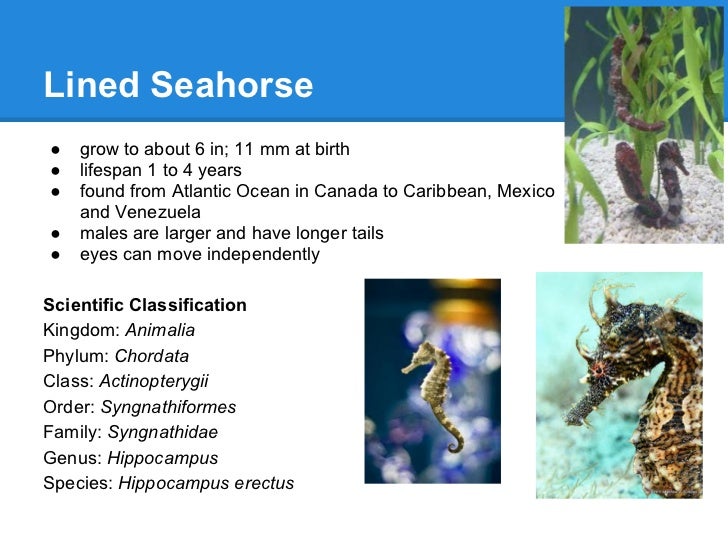 Seahorses