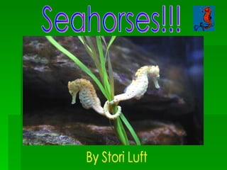 Seahorses!!! By Stori Luft 