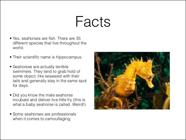 Sea Horse Facts For Kids Sea Horse Facts For Kids