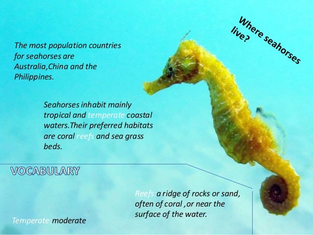 Seahorses
