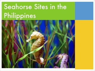 Seahorse Sites in the
   Philippines




http://photos.somd.com/data/500/medium/seahorse.jpg
 