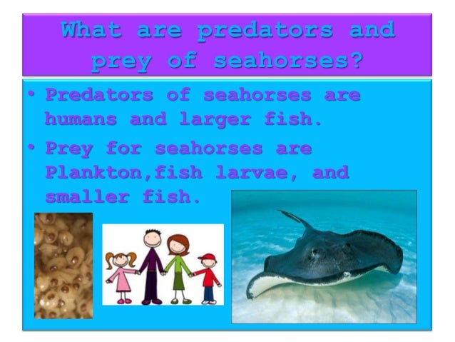 Seahorses